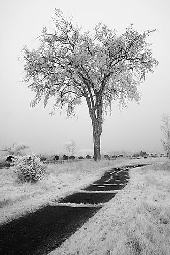 USA-Minnesota-Duluth-Park Point-Boardwalk over Dunes Art Print
